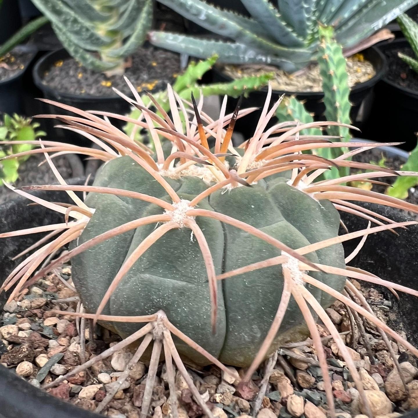 2-6cm Gymnocalycium spegazzinii