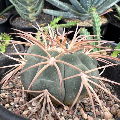 2-6cm Gymnocalycium spegazzinii