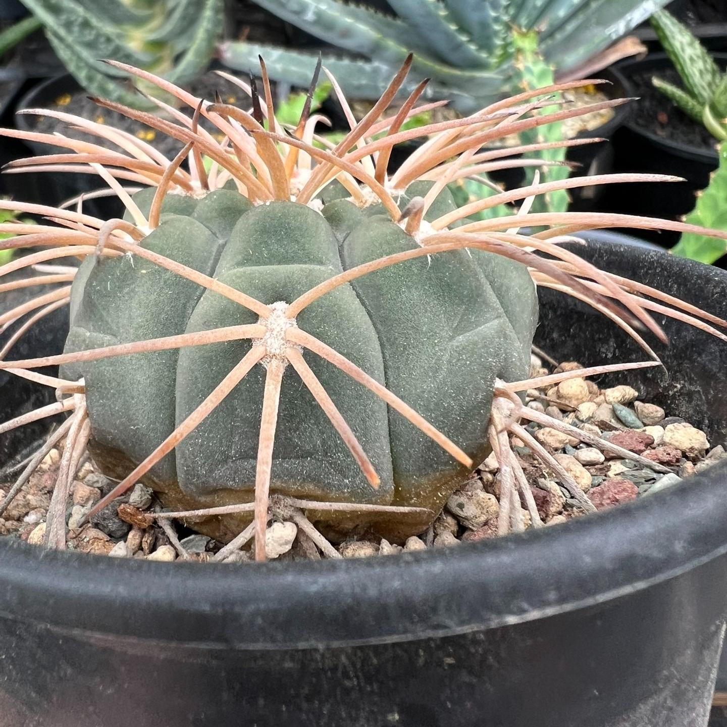 2-6cm Gymnocalycium spegazzinii
