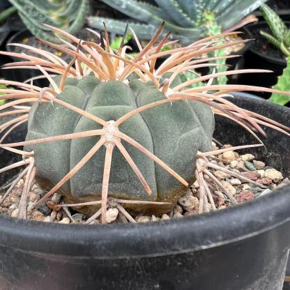 2-6cm Gymnocalycium spegazzinii