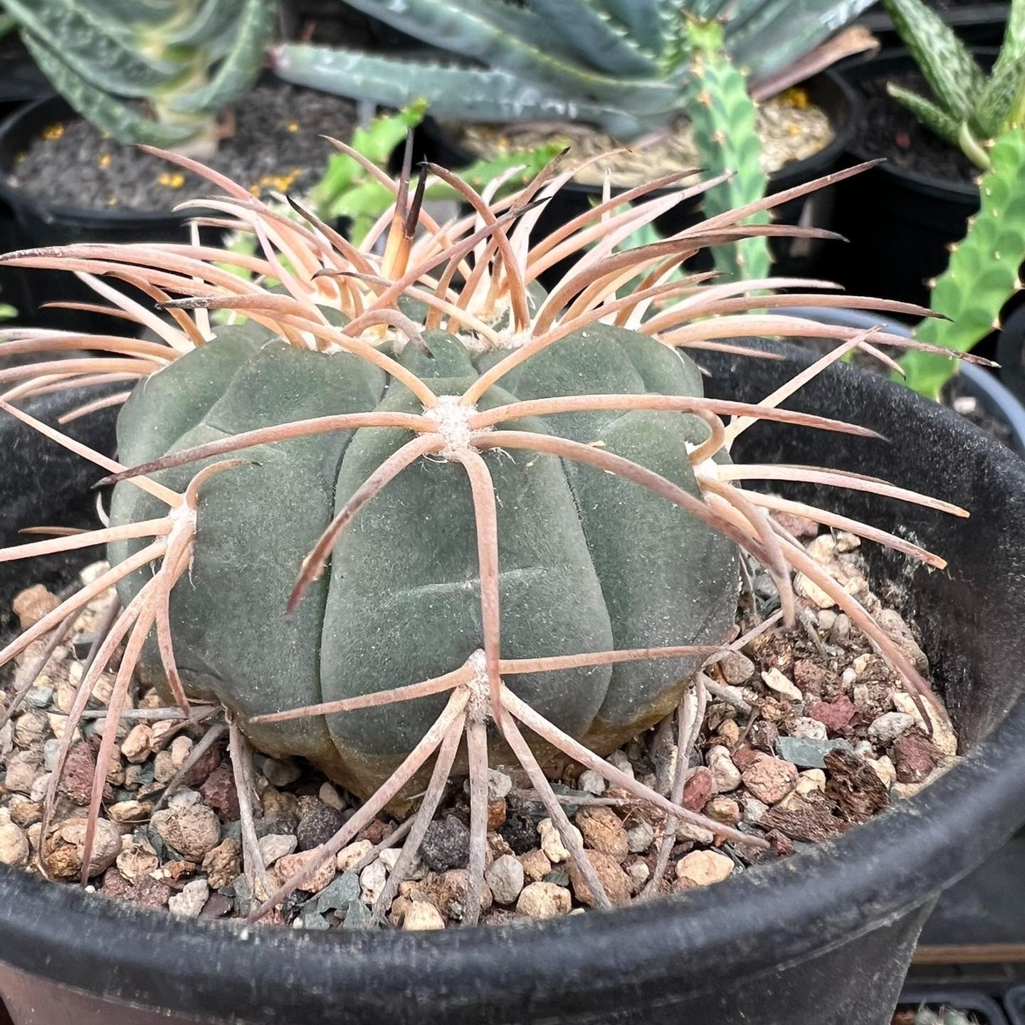 2-6cm Gymnocalycium spegazzinii