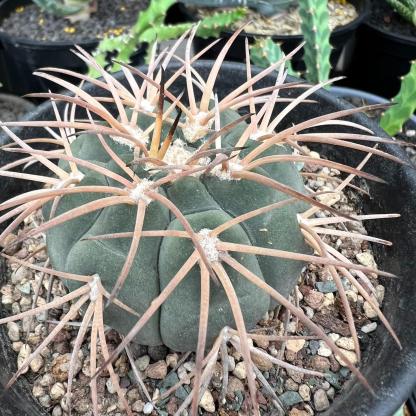 2-6cm Gymnocalycium spegazzinii