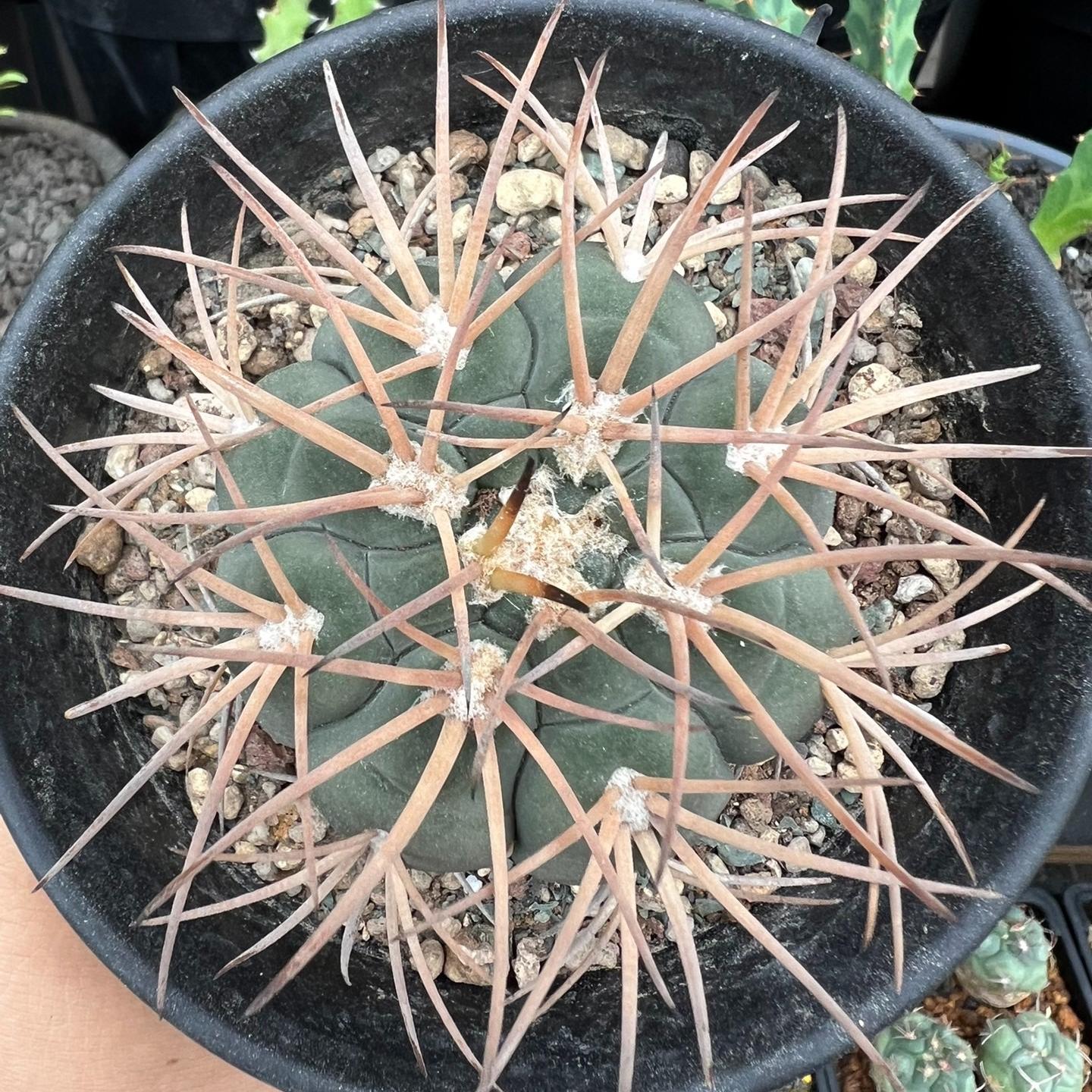 2-6cm Gymnocalycium spegazzinii