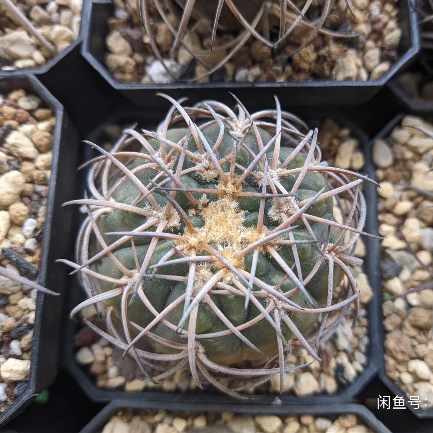 2-6cm Gymnocalycium spegazzinii