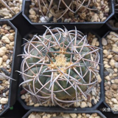 2-6cm Gymnocalycium spegazzinii