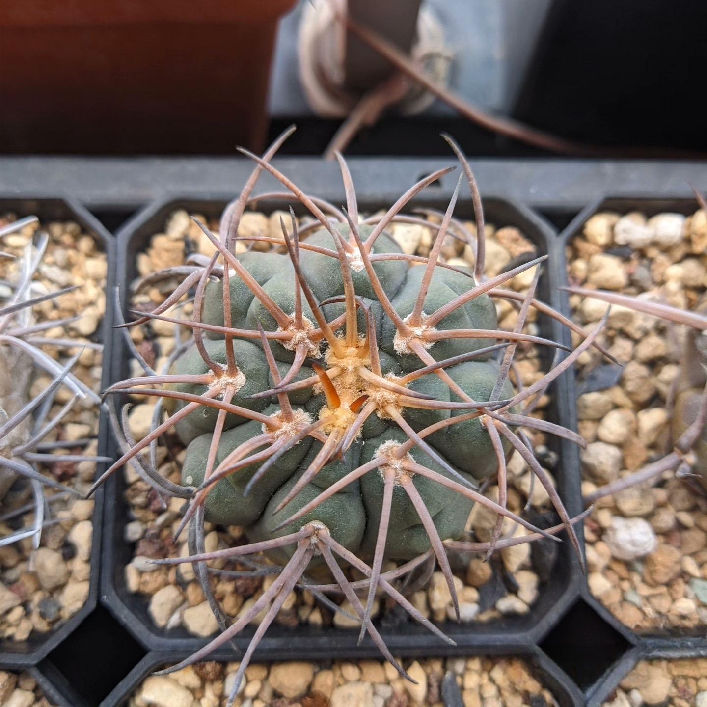 2-6cm Gymnocalycium spegazzinii