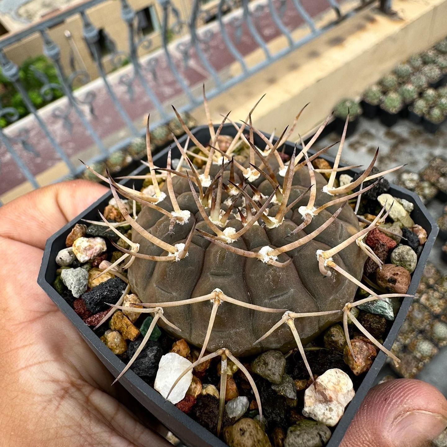 4-7cm Gymnocalycium ochoterenae