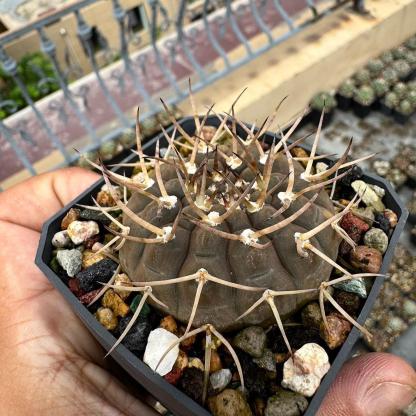 4-7cm Gymnocalycium ochoterenae