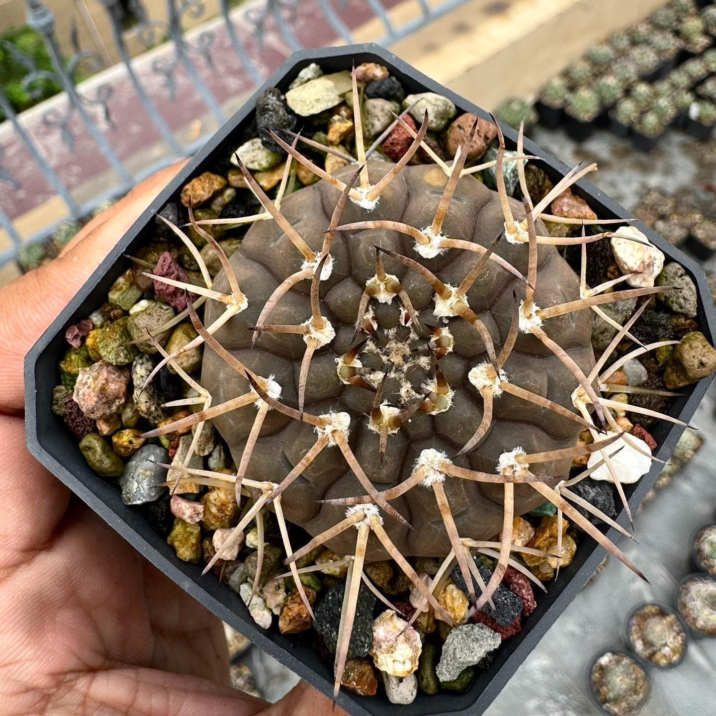 4-7cm Gymnocalycium ochoterenae