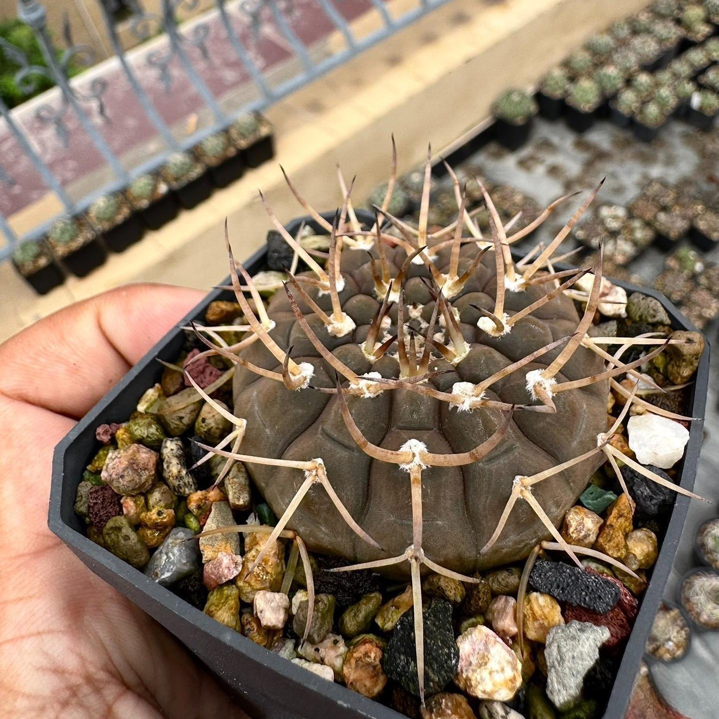 4-7cm Gymnocalycium ochoterenae