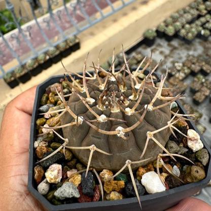 4-7cm Gymnocalycium ochoterenae