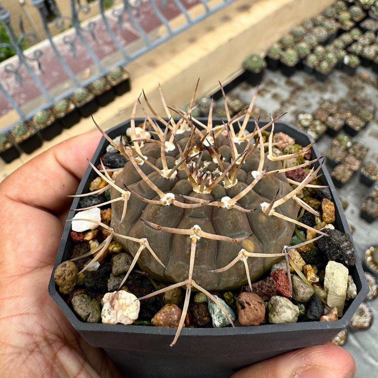 4-7cm Gymnocalycium ochoterenae