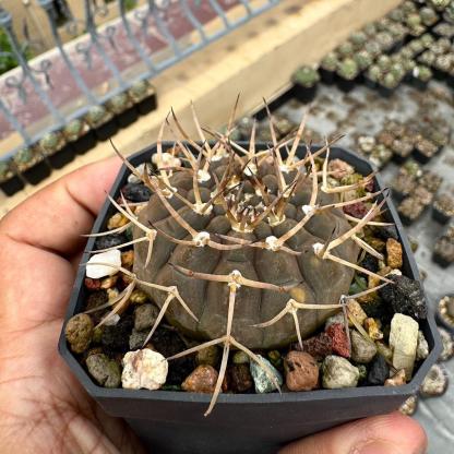 4-7cm Gymnocalycium ochoterenae