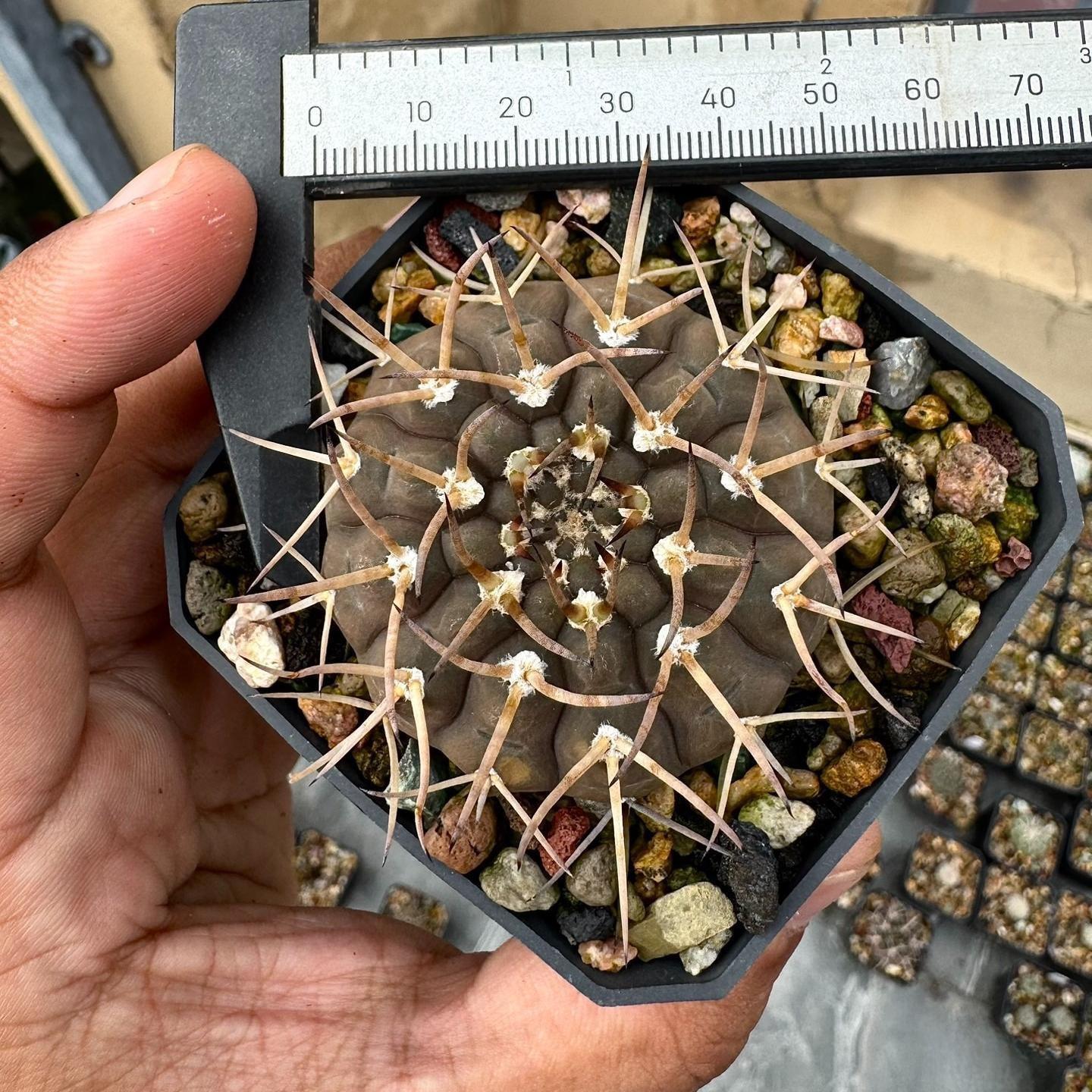 4-7cm Gymnocalycium ochoterenae