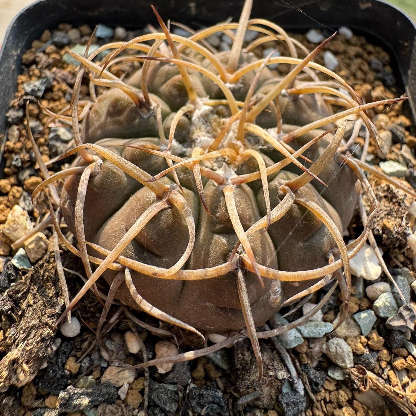4-7cm Gymnocalycium ochoterenae