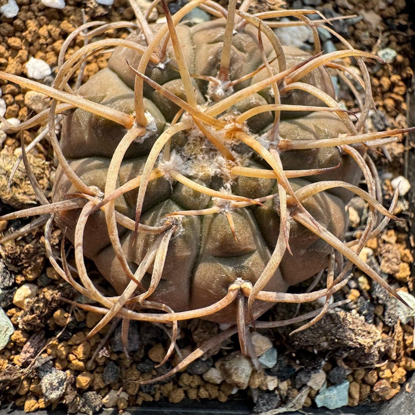 4-7cm Gymnocalycium ochoterenae