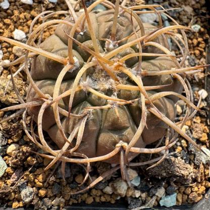4-7cm Gymnocalycium ochoterenae