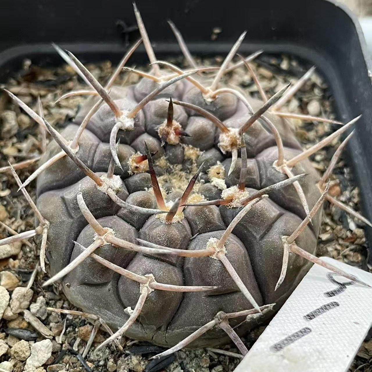 4-7cm Gymnocalycium ochoterenae