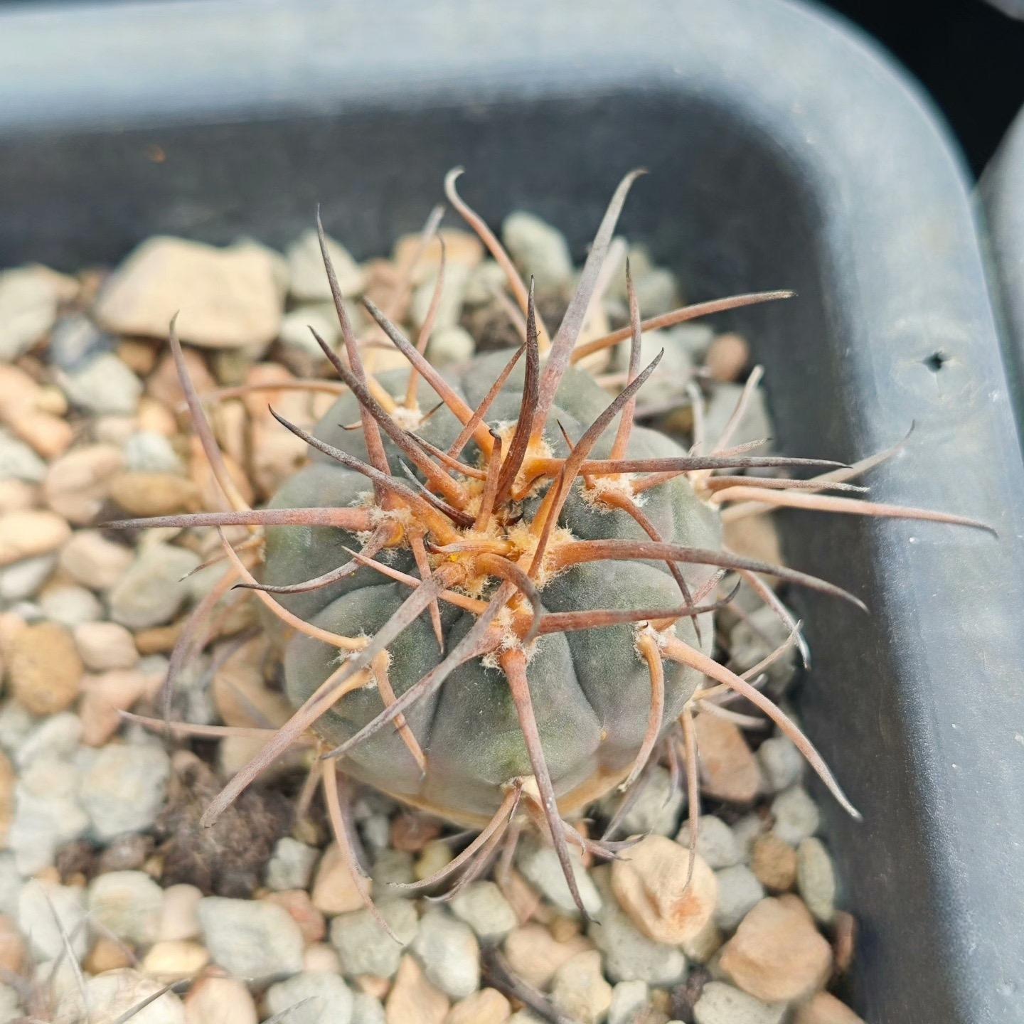 2-6cm Gymnocalycium spegazzinii