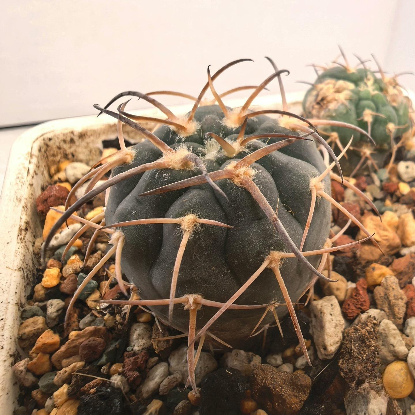 2-6cm Gymnocalycium spegazzinii