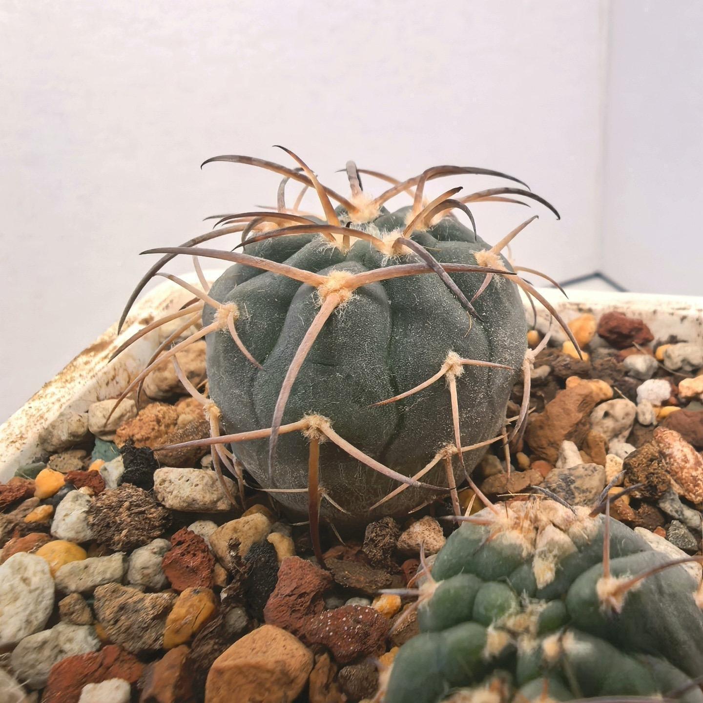 2-6cm Gymnocalycium spegazzinii