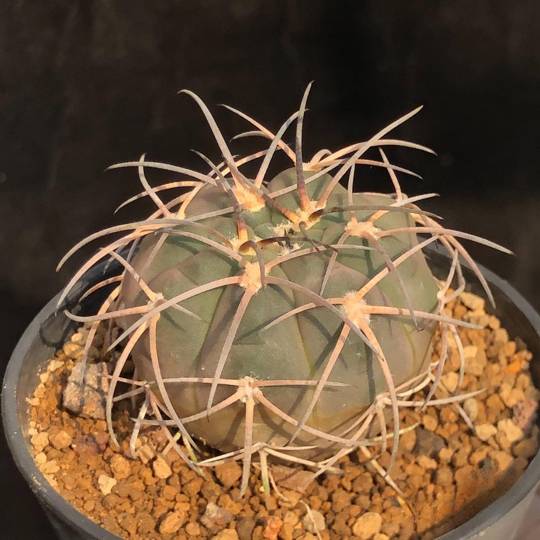 2-6cm Gymnocalycium spegazzinii