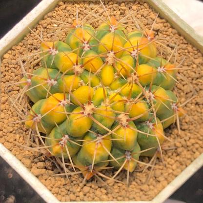 5-6cm Gymnocalycium Baldianum var