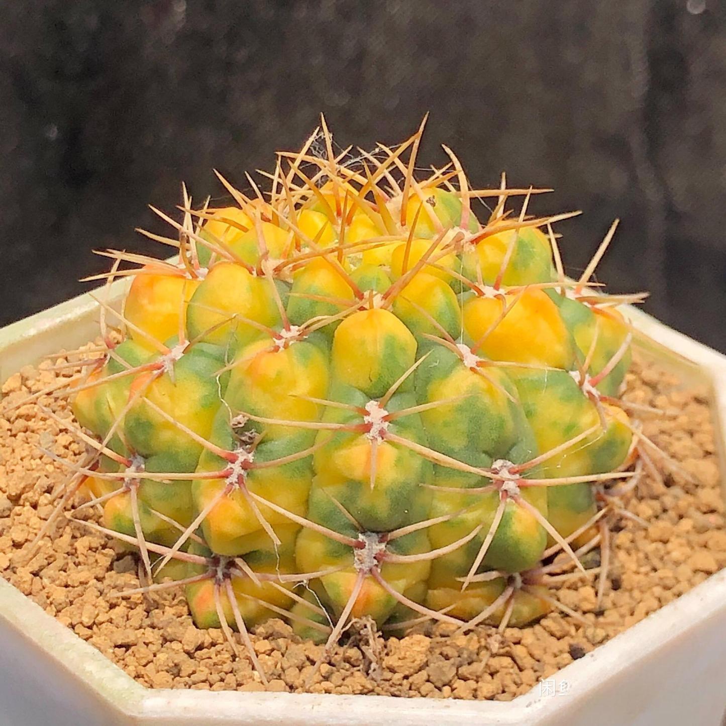 5-6cm Gymnocalycium Baldianum var
