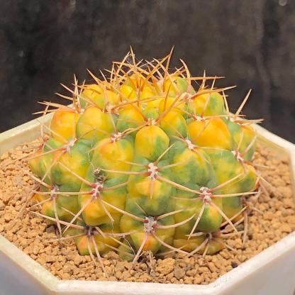 5-6cm Gymnocalycium Baldianum var