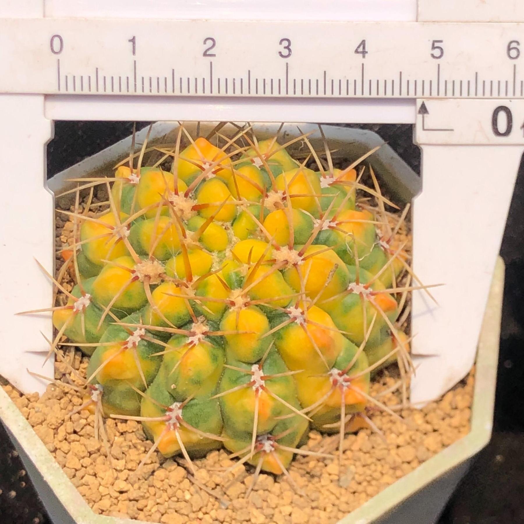 5-6cm Gymnocalycium Baldianum var