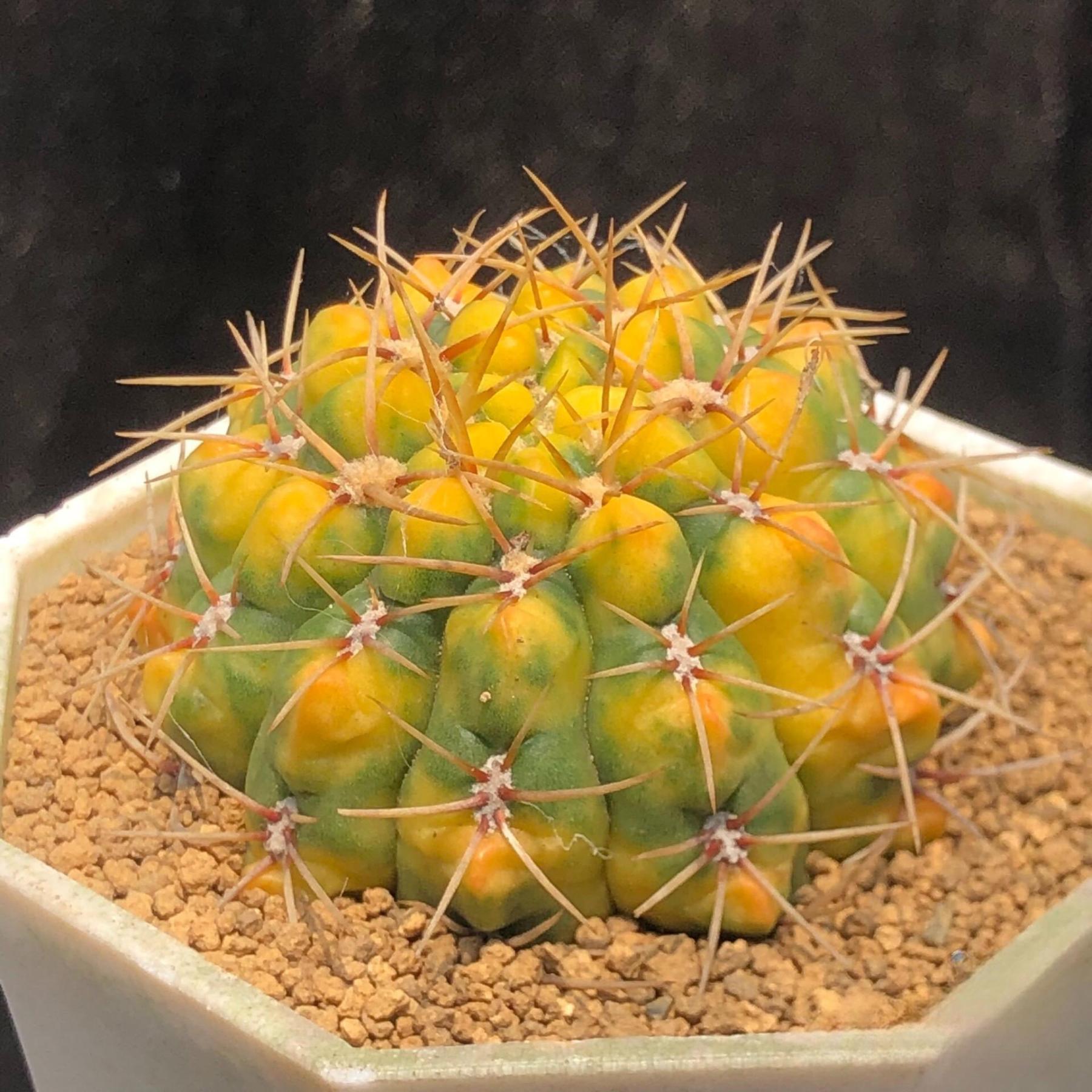 5-6cm Gymnocalycium Baldianum var