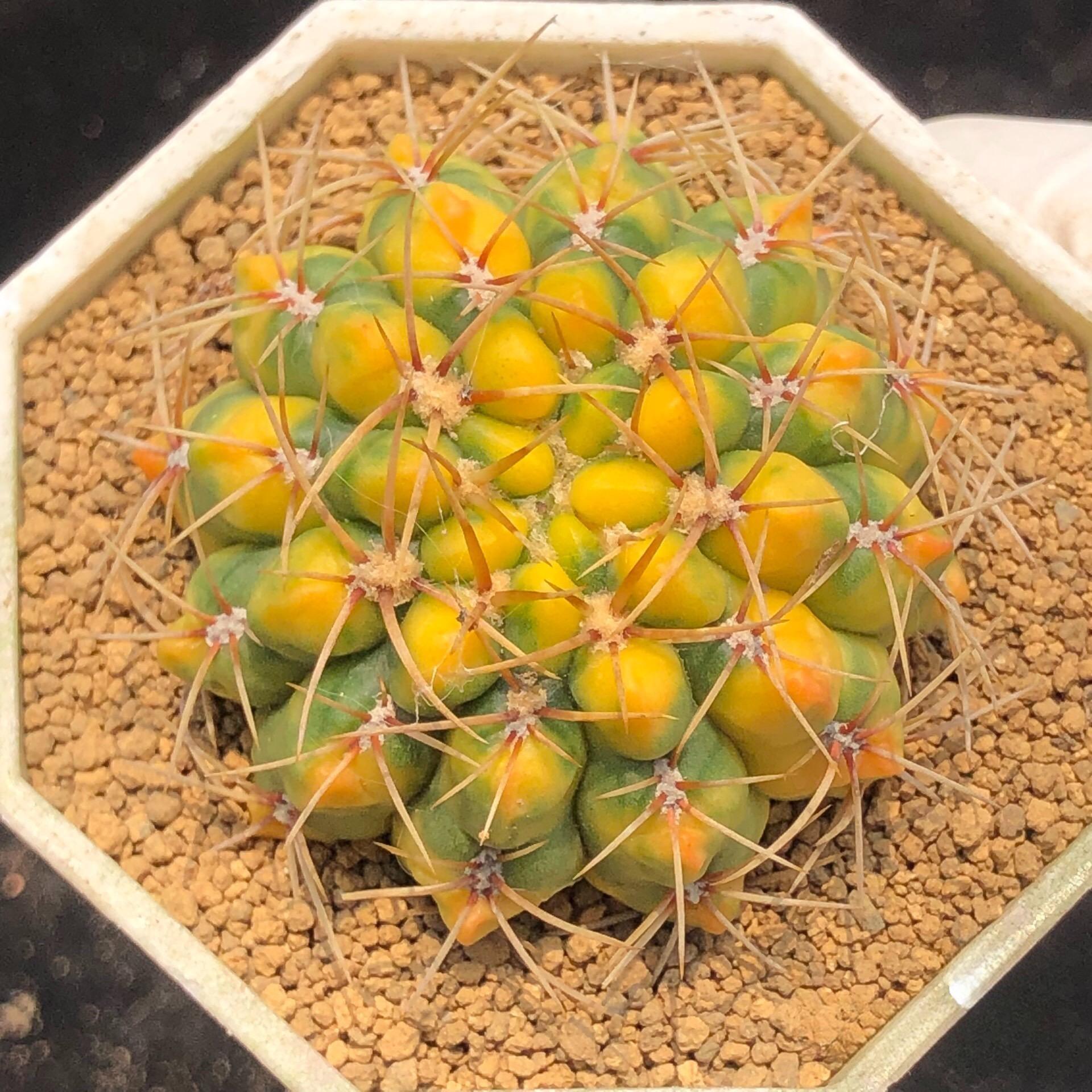 5-6cm Gymnocalycium Baldianum var