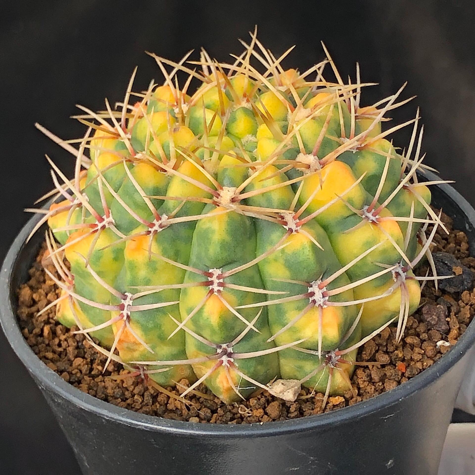 5-6cm Gymnocalycium Baldianum var