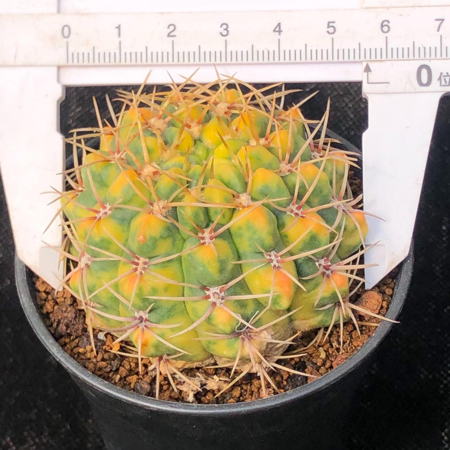 5-6cm Gymnocalycium Baldianum var