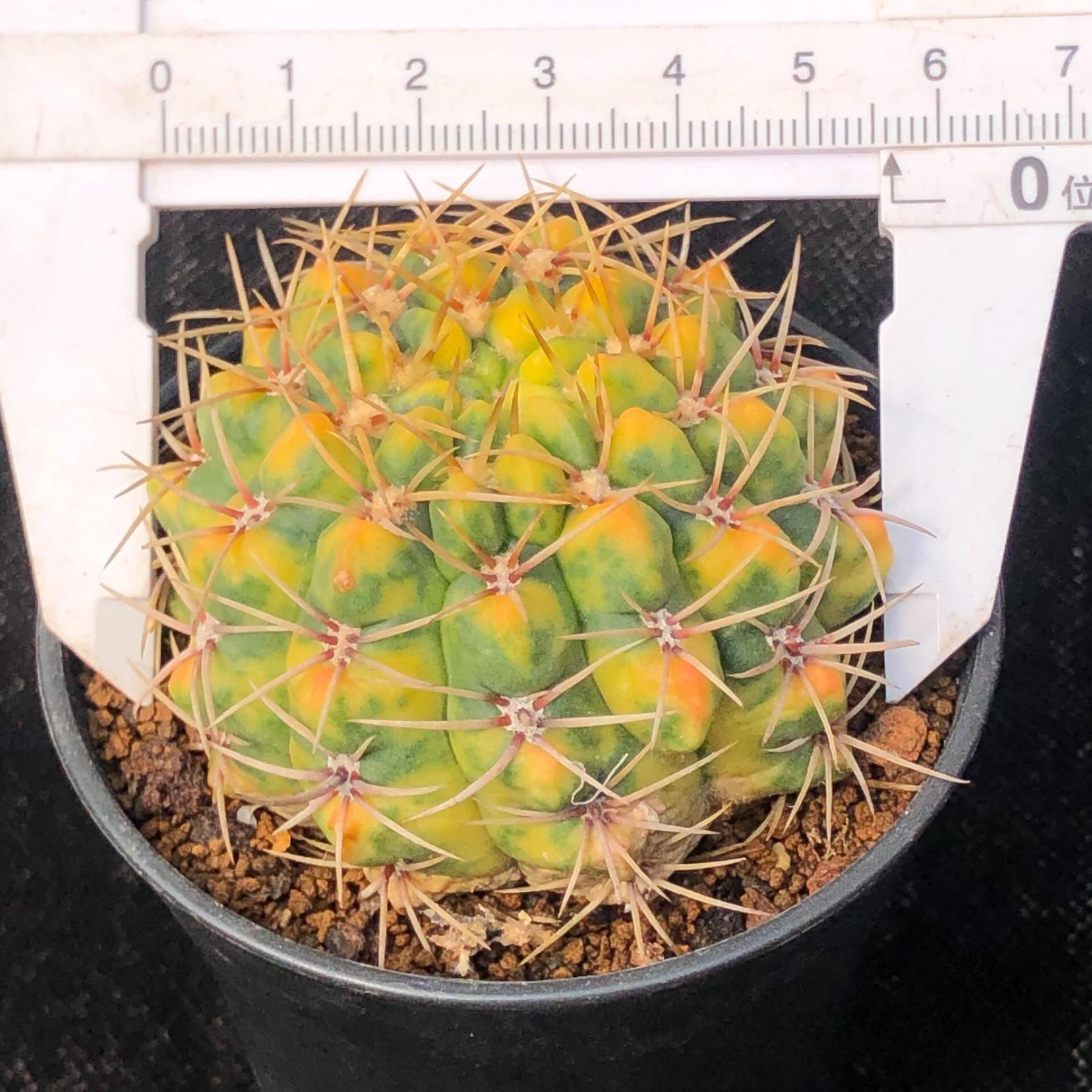 5-6cm Gymnocalycium Baldianum var
