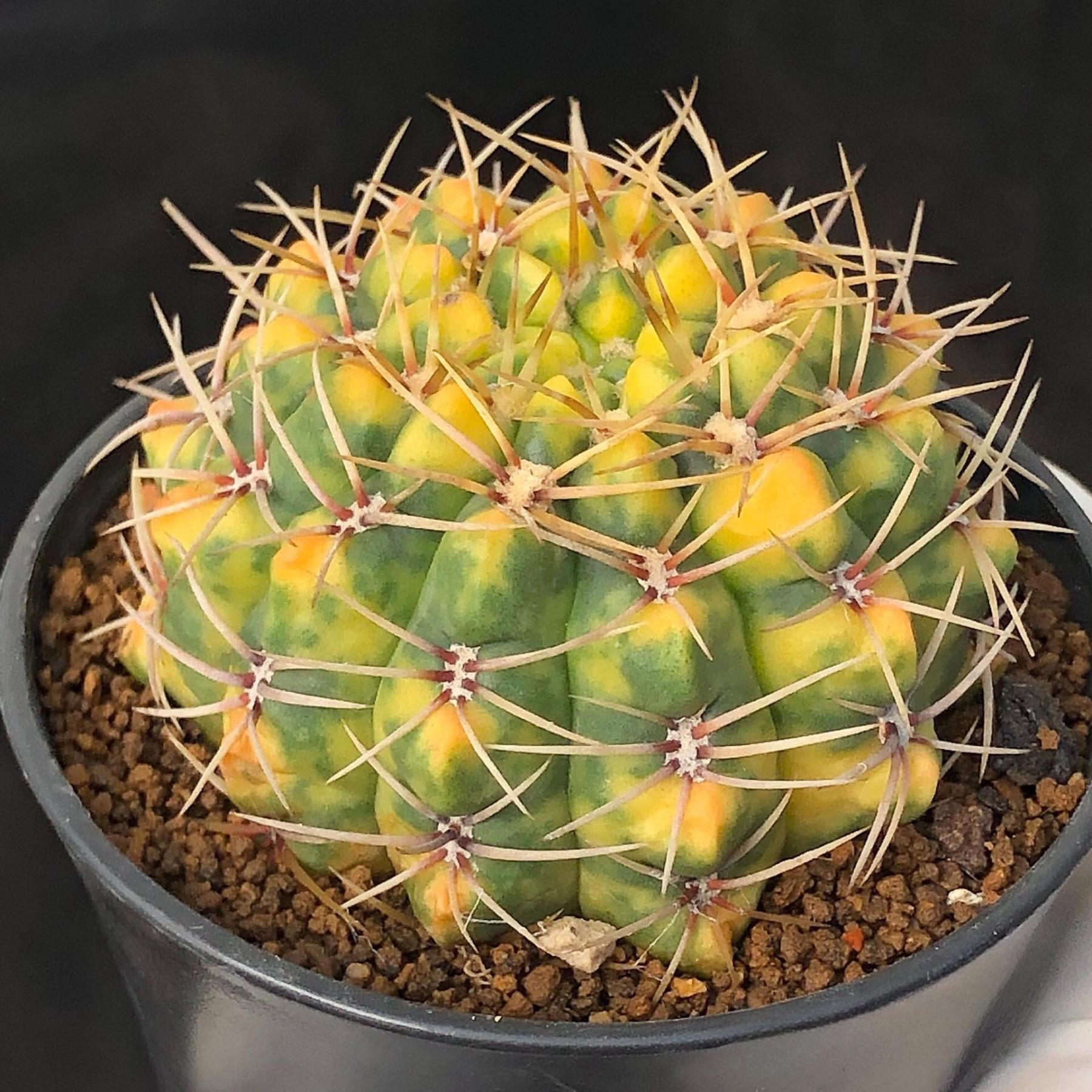 5-6cm Gymnocalycium Baldianum var