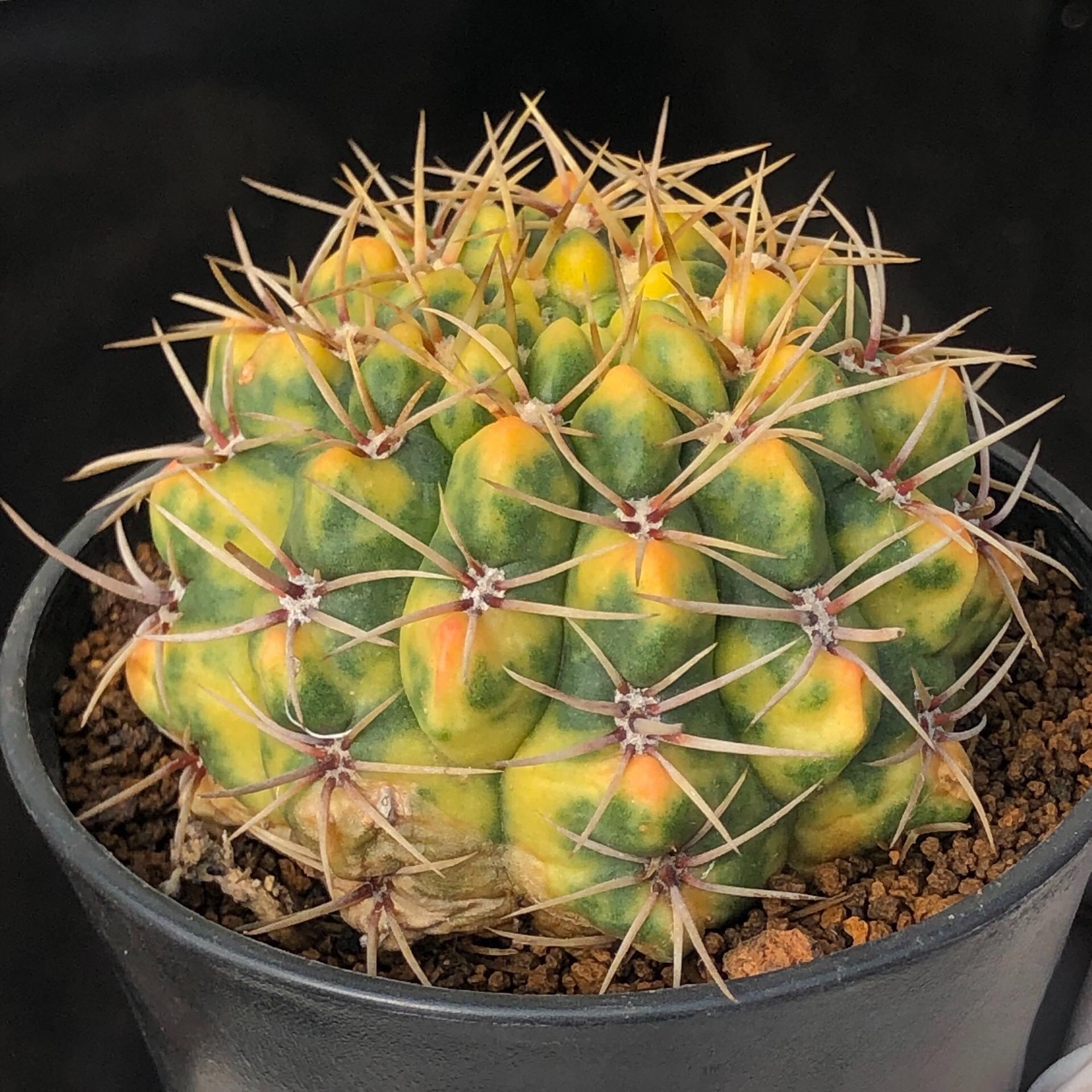 5-6cm Gymnocalycium Baldianum var