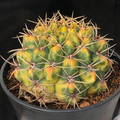 5-6cm Gymnocalycium Baldianum var