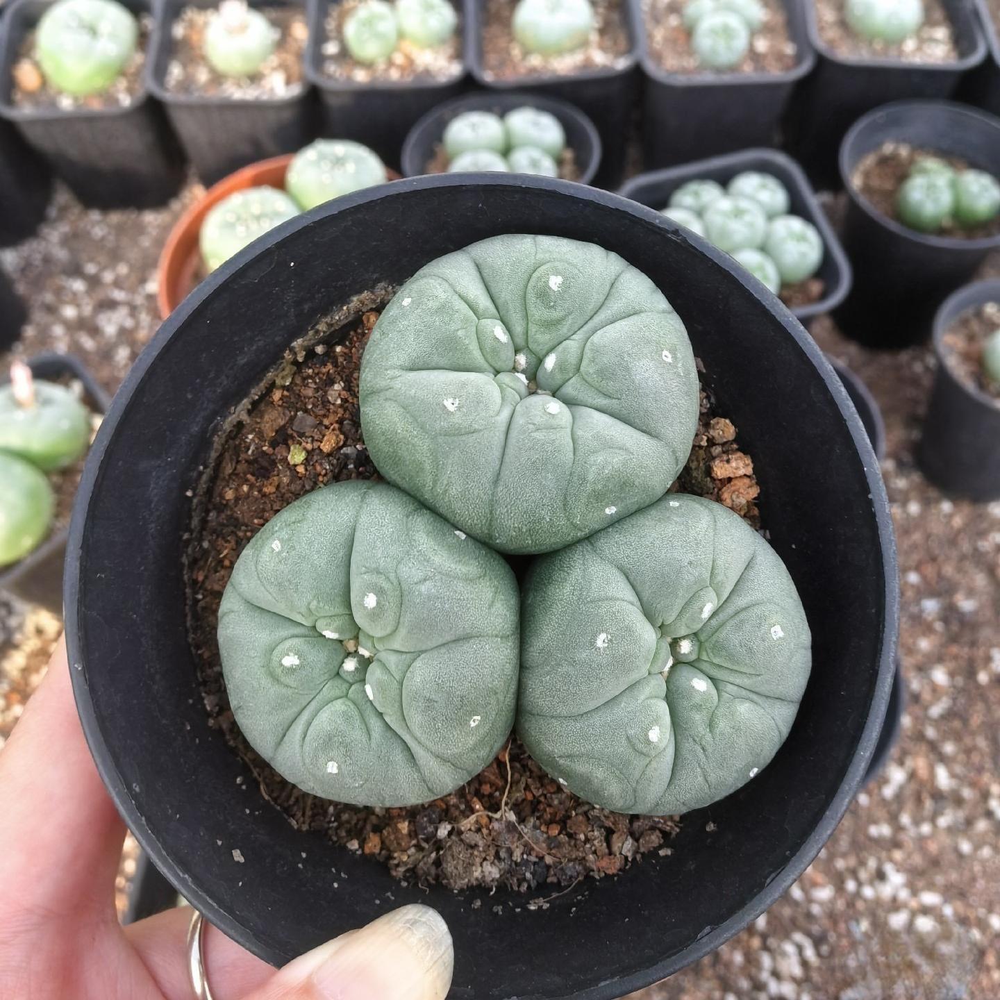 4-7cm Lophophora fricii （2-4 heads）