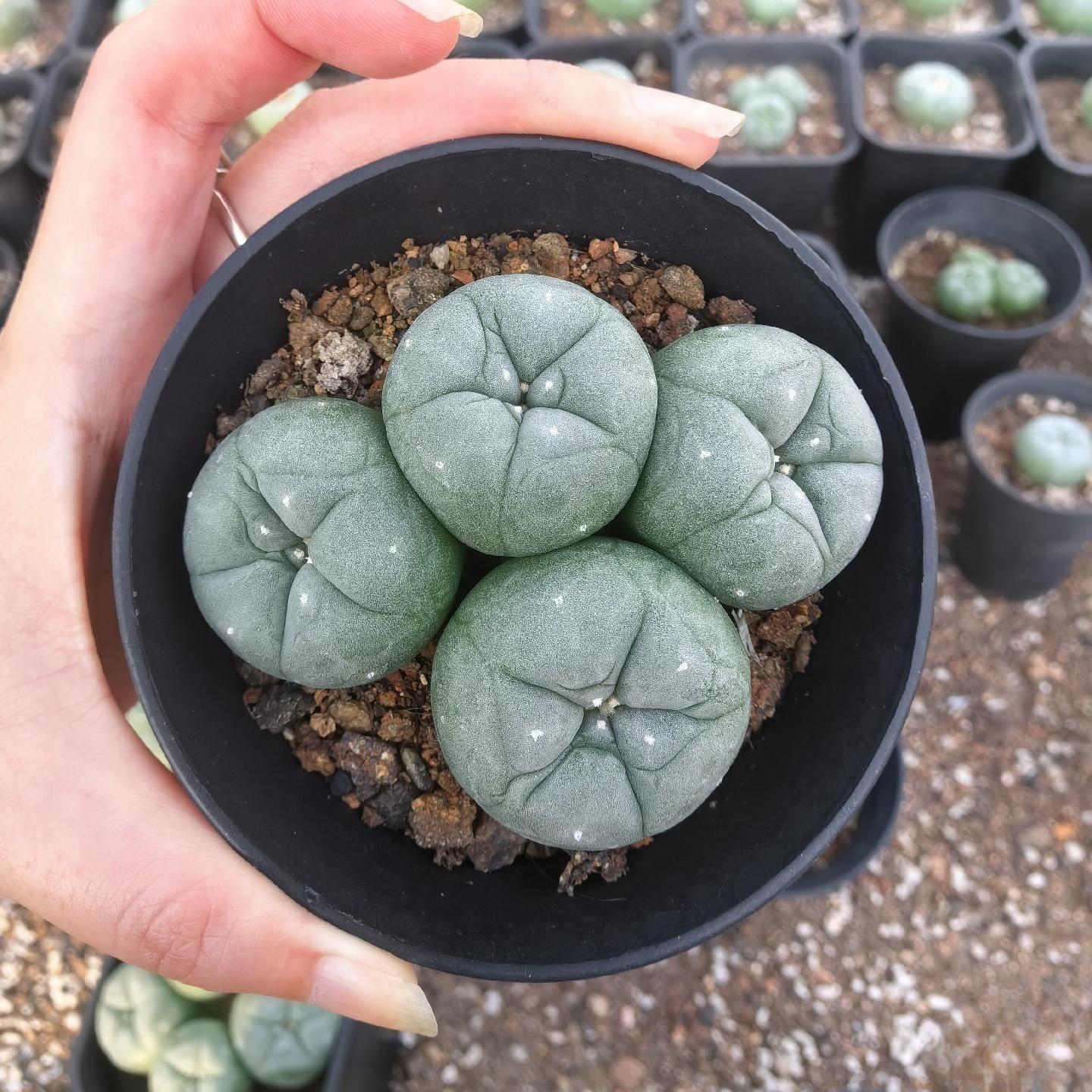 4-7cm Lophophora fricii （2-4 heads）
