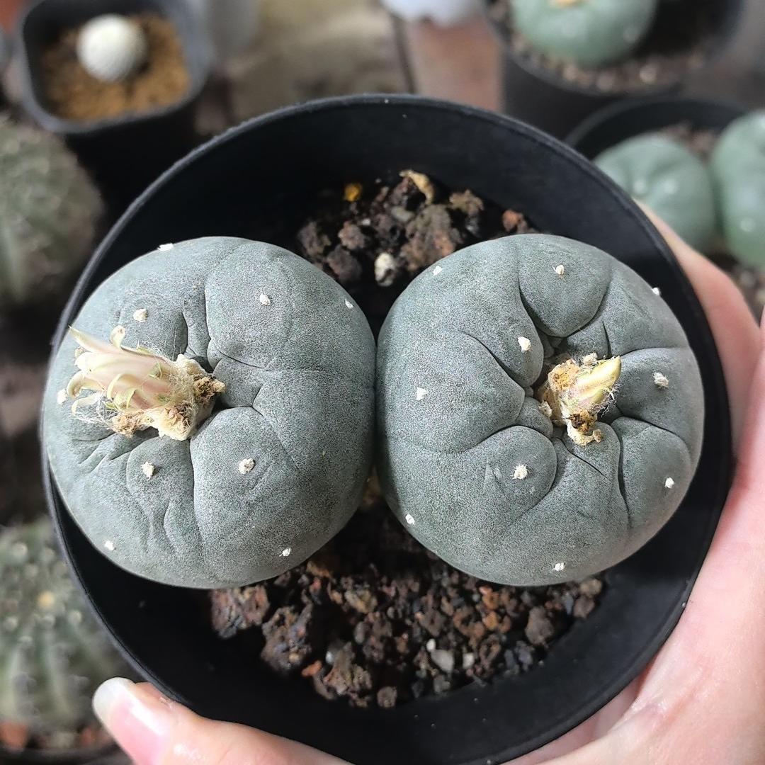 4-7cm Lophophora fricii （2-4 heads）