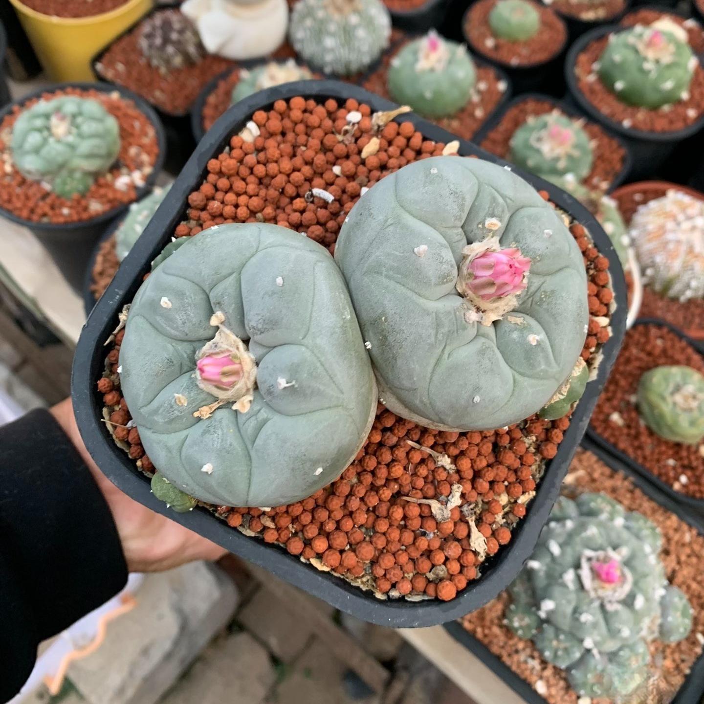 4-7cm Lophophora fricii （2-4 heads）