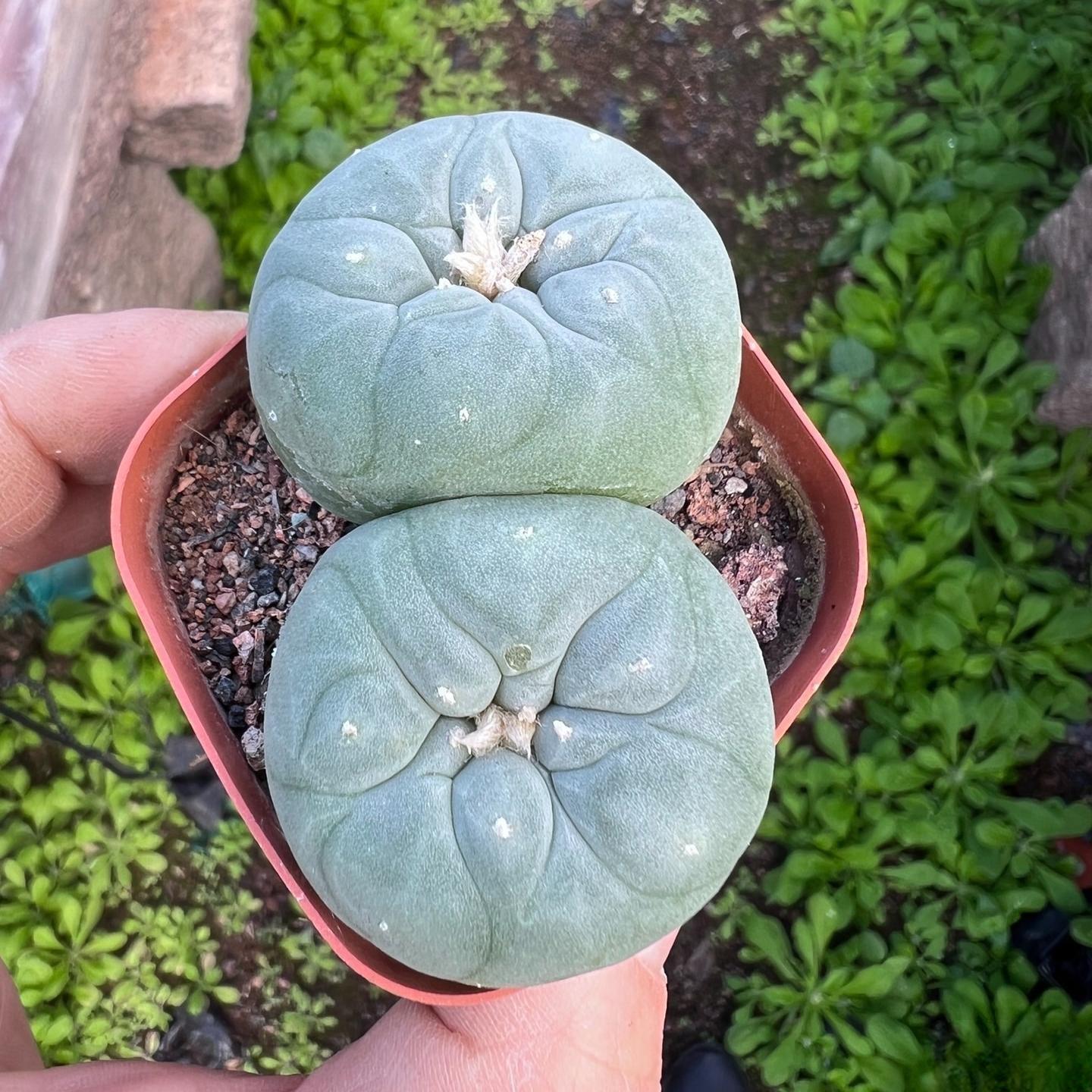 4-7cm Lophophora fricii （2-4 heads）
