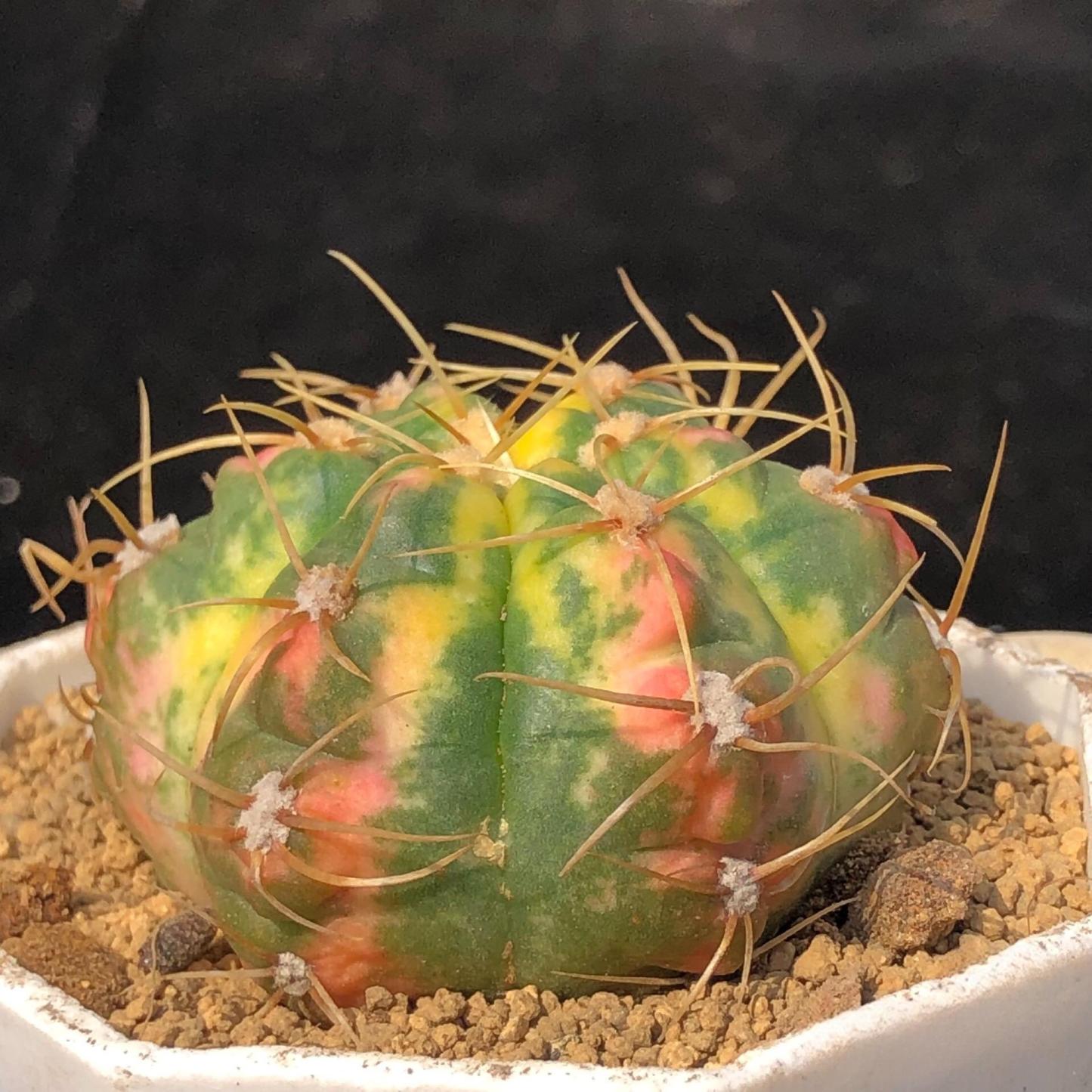 3-6cm Gymnocalycium Horstii Variegata