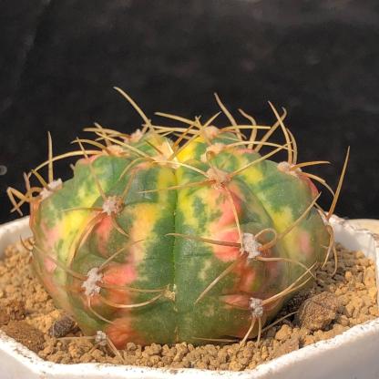 3-6cm Gymnocalycium Horstii Variegata