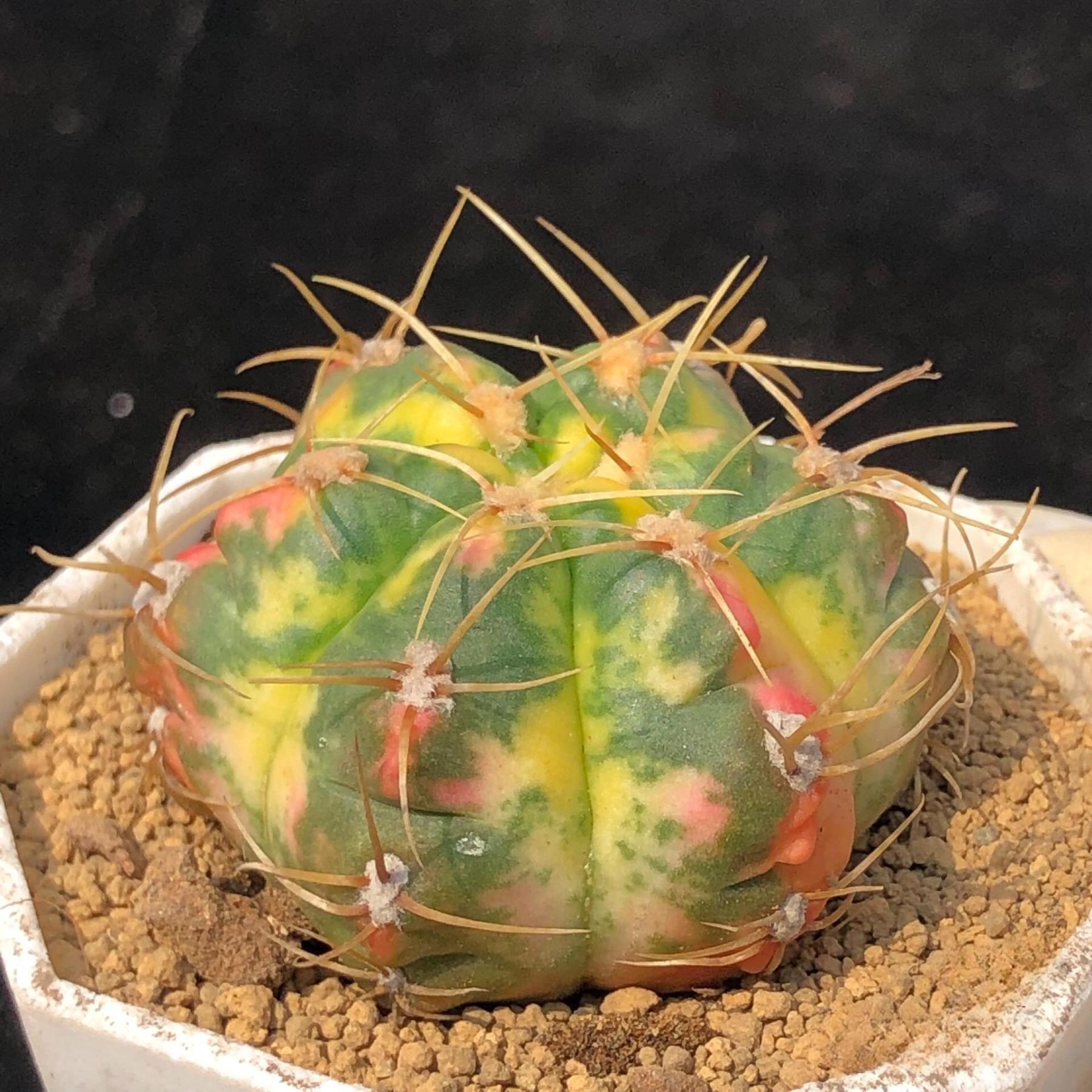 3-6cm Gymnocalycium Horstii Variegata