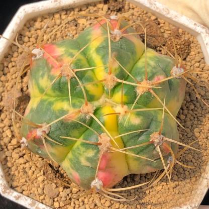 3-6cm Gymnocalycium Horstii Variegata