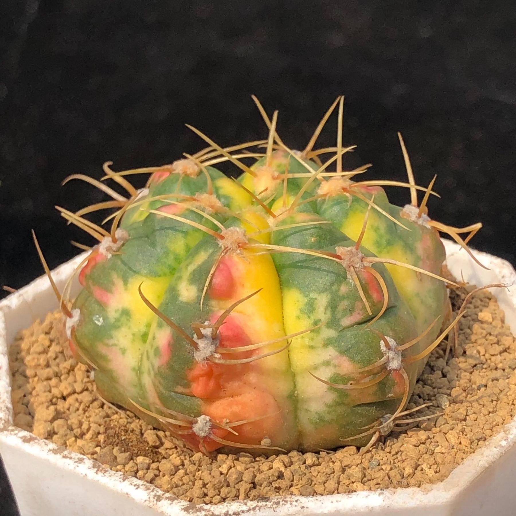 3-6cm Gymnocalycium Horstii Variegata