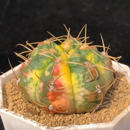 3-6cm Gymnocalycium Horstii Variegata