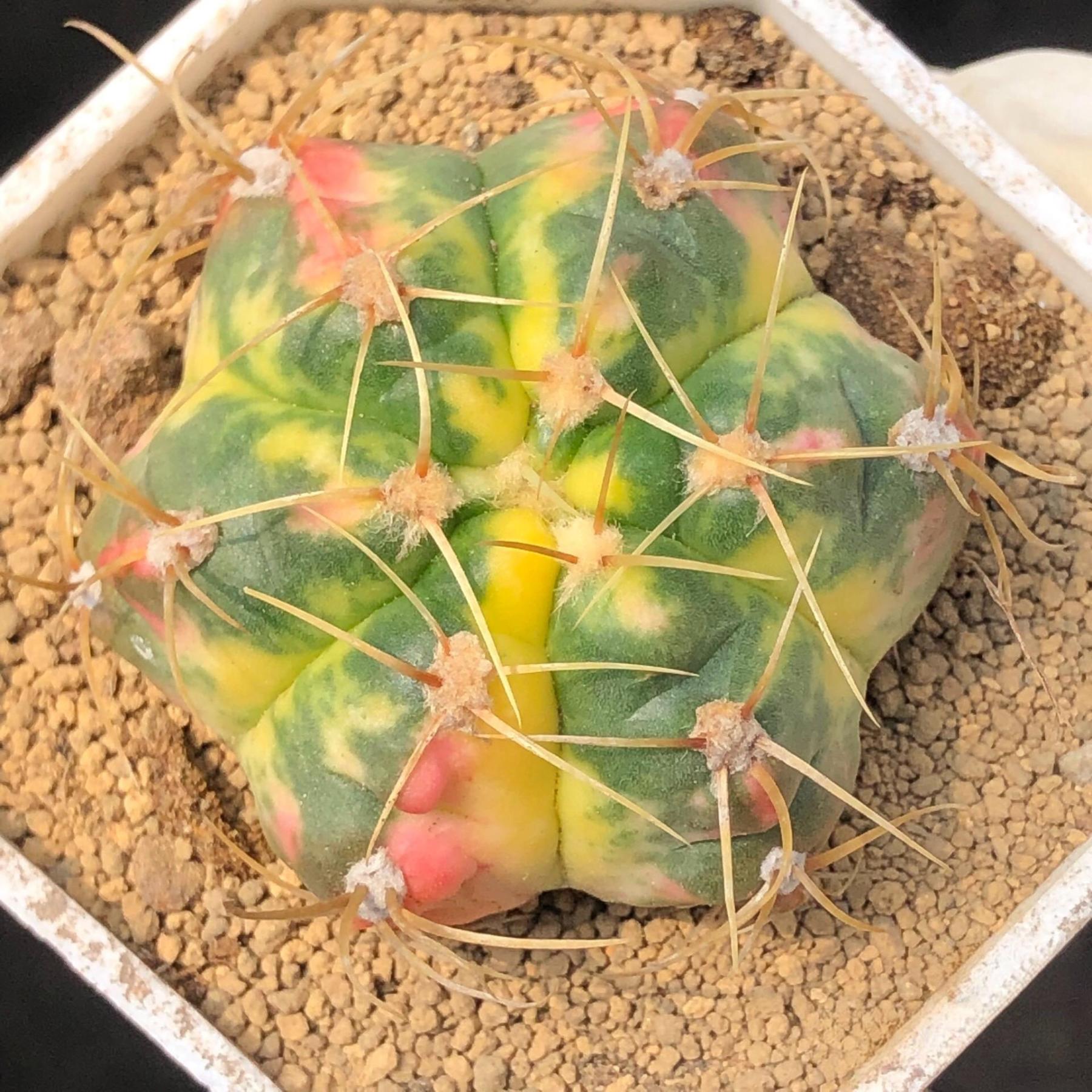 3-6cm Gymnocalycium Horstii Variegata